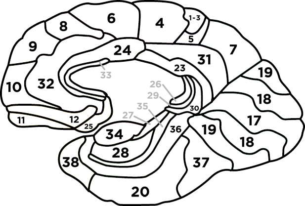 what-is-connectomics